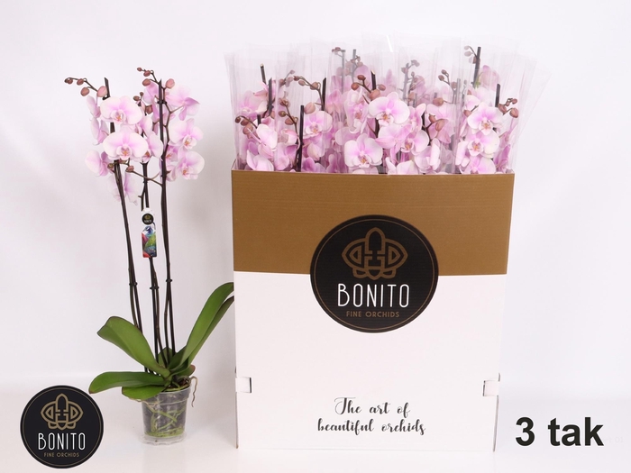 <h4>PHAL AN ALTEA</h4>