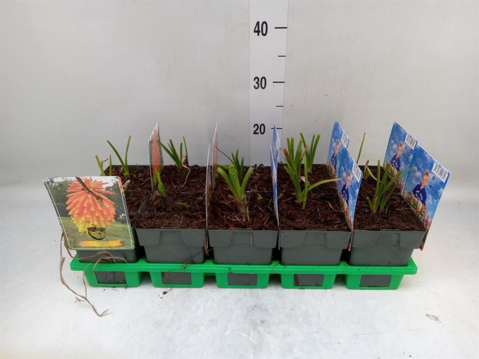 <h4>Kniphofia uvaria</h4>