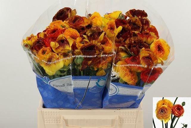 <h4>RAN SU ELIOS</h4>