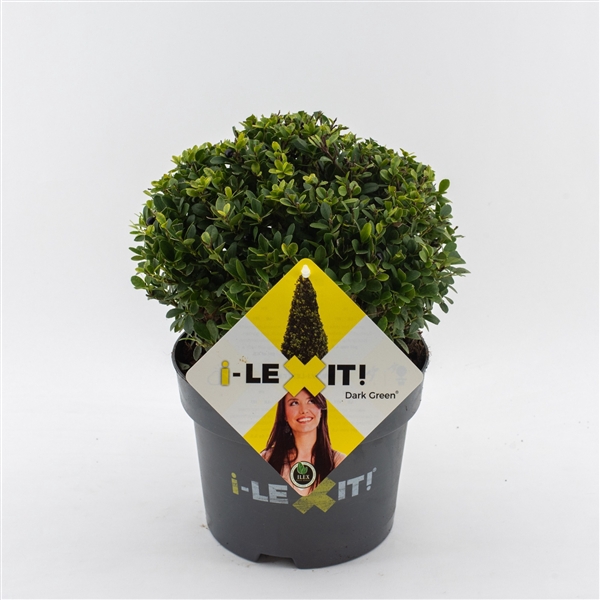 <h4>Ilex crenata Dark Green, P19, Bol Ø20cm</h4>