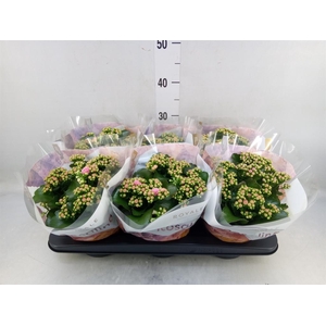 Kalanchoe blos. 'RosDon Alano'