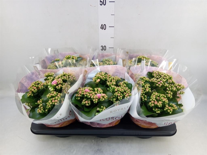 <h4>Kalanchoe blos. 'RosDon Alano'</h4>