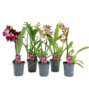 Orchid mix 9 cm 1 spike basic