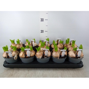 Hyacinthus orie. 'Pearl White'