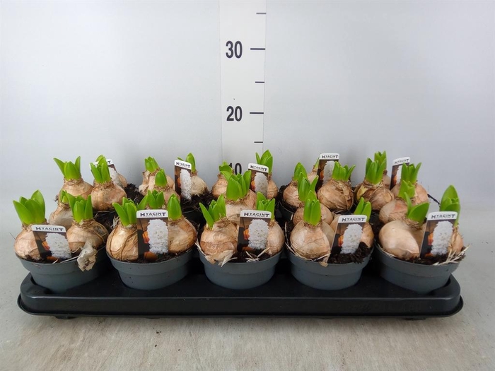 <h4>Hyacinthus orie. 'Pearl White'</h4>