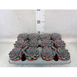 Echeveria  'Hercules'