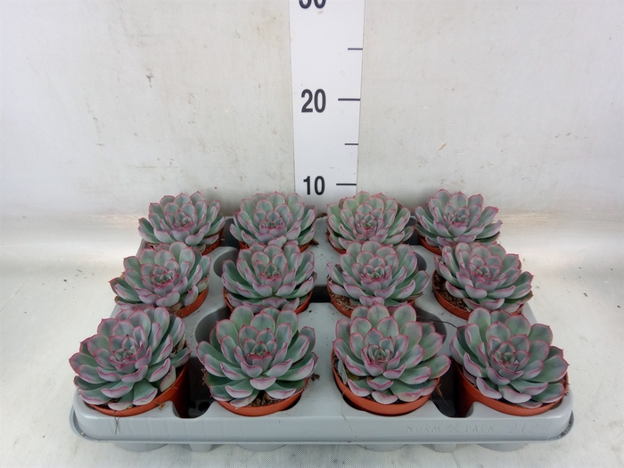 <h4>Echeveria  'Hercules'</h4>