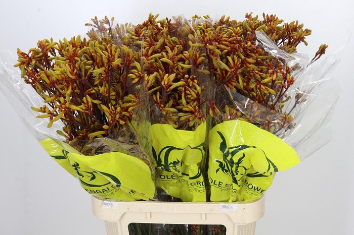 <h4>Anigozanthos Orange Velvet</h4>