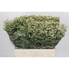 Limonium China White