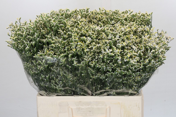 <h4>Limonium China White</h4>