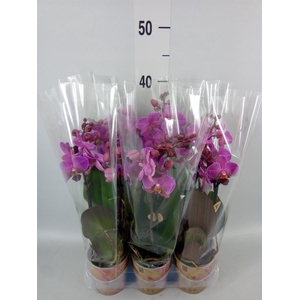 Phalaenopsis multi. 'FC Perceva'