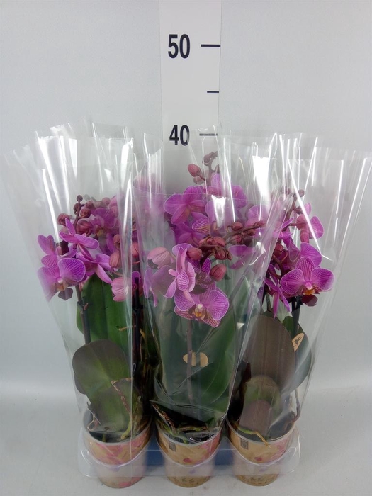 <h4>Phalaenopsis multi. 'FC Perceva'</h4>