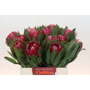 Protea Brenda