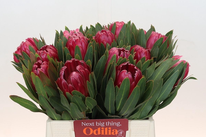 Protea Brenda