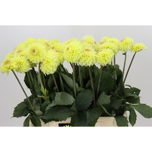 Dahlia  'Isa Favourite'