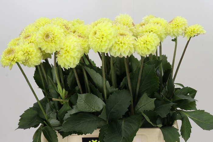 <h4>Dahlia  'Isa Favourite'</h4>