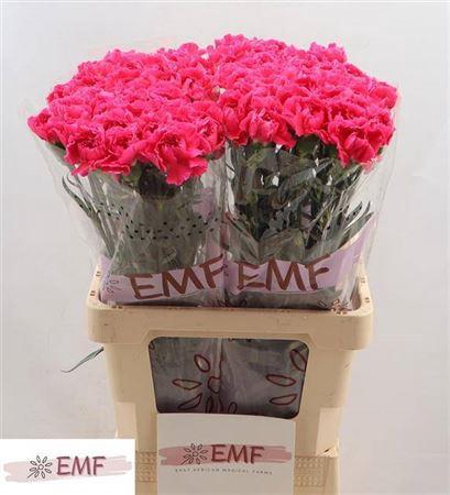 <h4>Di St Cherry Damasc+</h4>