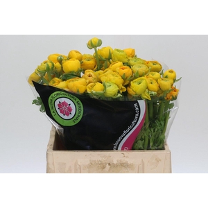Ranunculus Charm Yellow