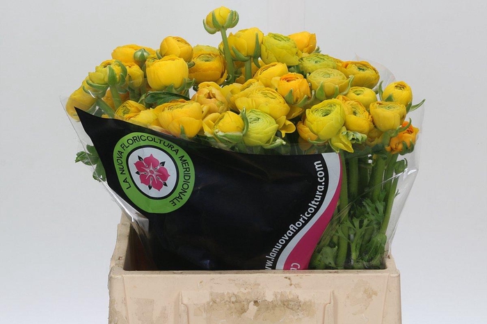 <h4>Ranunculus Charm Yellow</h4>