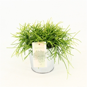 Rhipsalis Cassutha oasis P10,5 in zink