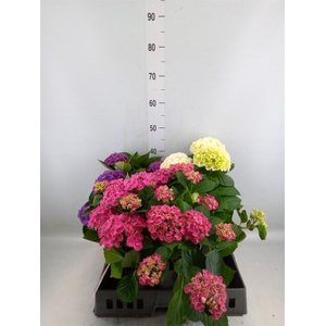 Hydrangea mac.   ...mix