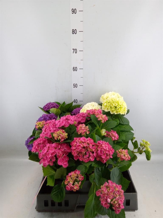 <h4>Hydrangea mac.   ...mix</h4>