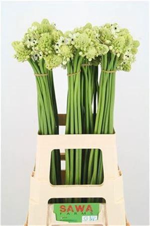 <h4>Ornit Saundersiae</h4>