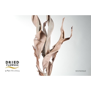 Dried Strelitzia Leaf