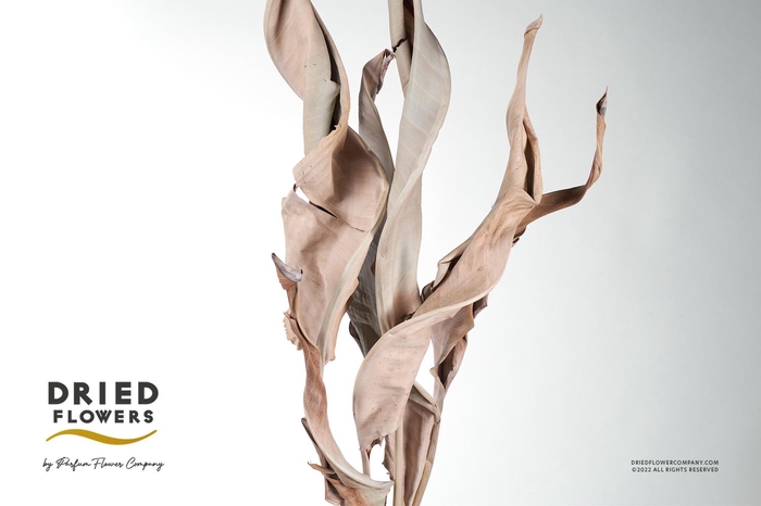 Dried Strelitzia Leaf