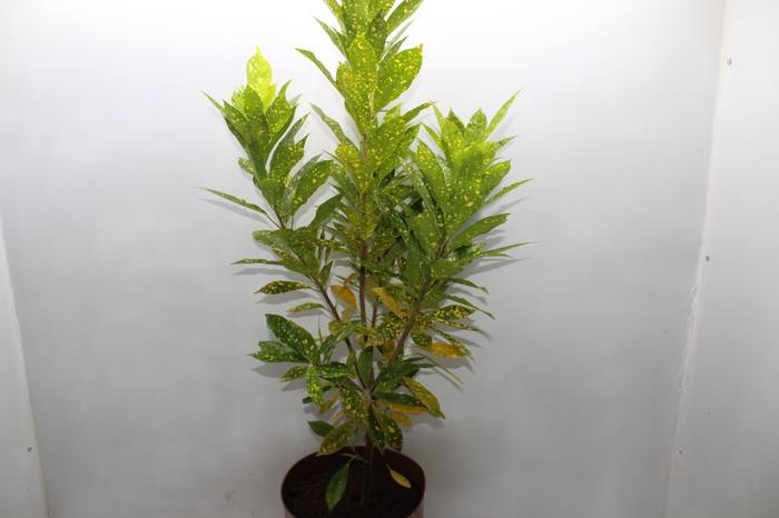 CROTON GOLD DUST P24