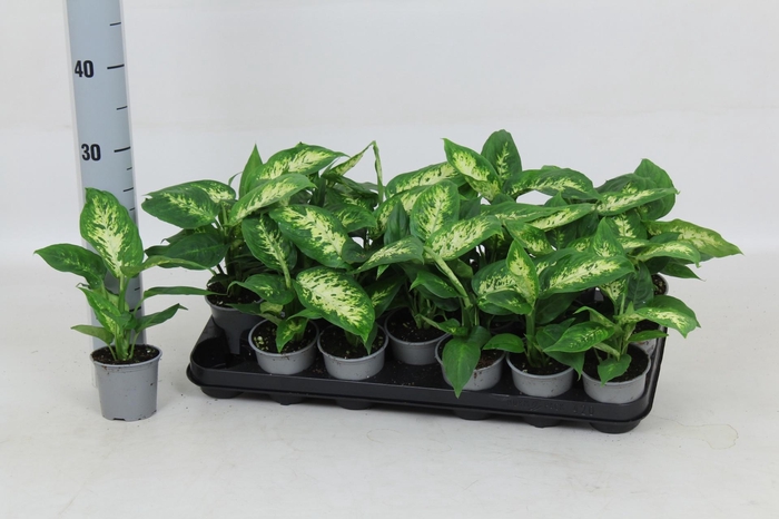 <h4>DIEFF COMPACTA</h4>