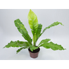 ASPLENIUM NIDUS P20