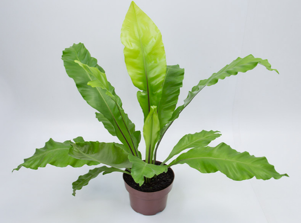 <h4>ASPLENIUM NIDUS P20</h4>