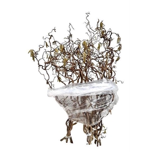 CORYL AV CONTORTA 2 JARIG 80CM