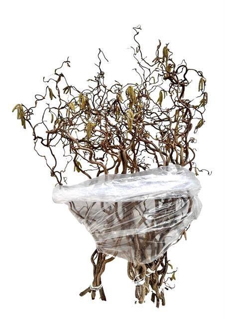 <h4>CORYL AV CONTORTA 2 JARIG 80CM</h4>