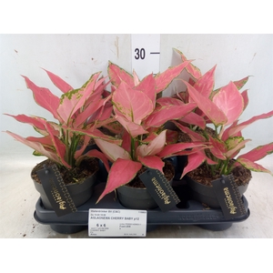 Aglaonema  'Cherry Baby'