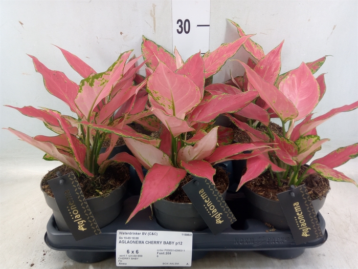 Aglaonema  'Cherry Baby'