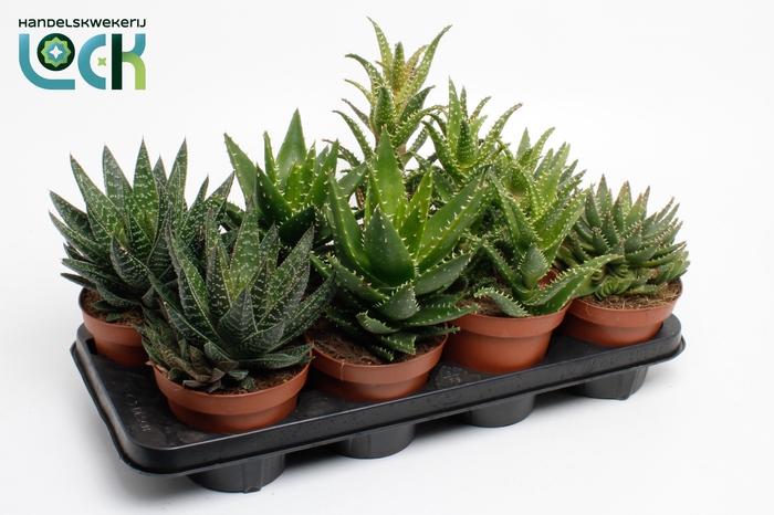 <h4>ALOE OV</h4>