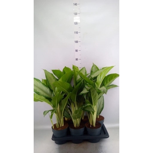 Aglaonema  'Cleopatra'