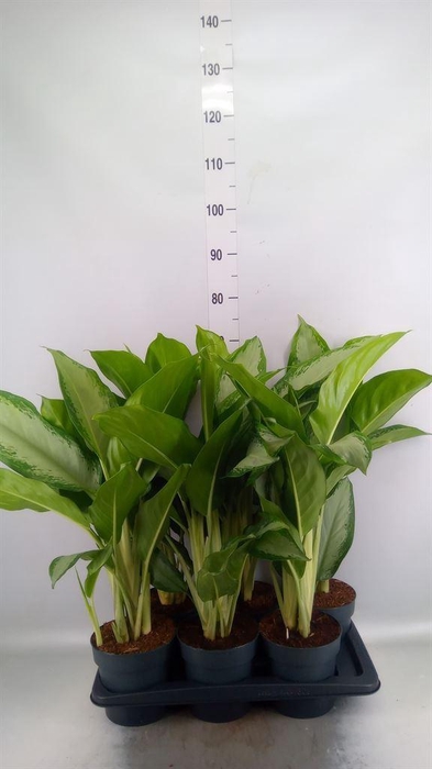 <h4>Aglaonema  'Cleopatra'</h4>