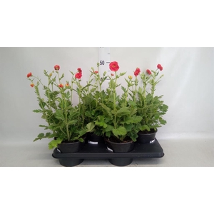 Geum chiloense
