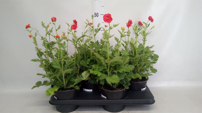 <h4>Geum chiloense</h4>