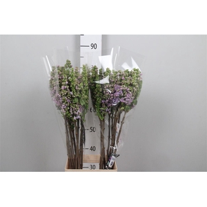 Syr V Michel Buchner 2+