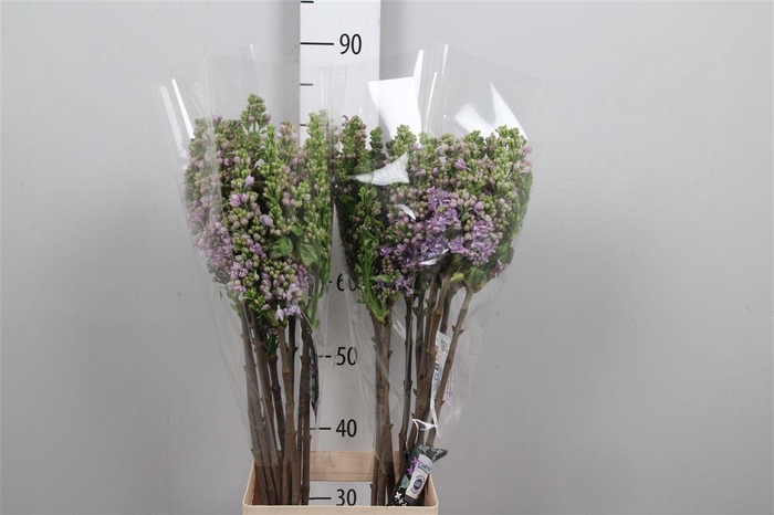 Syr V Michel Buchner 2+