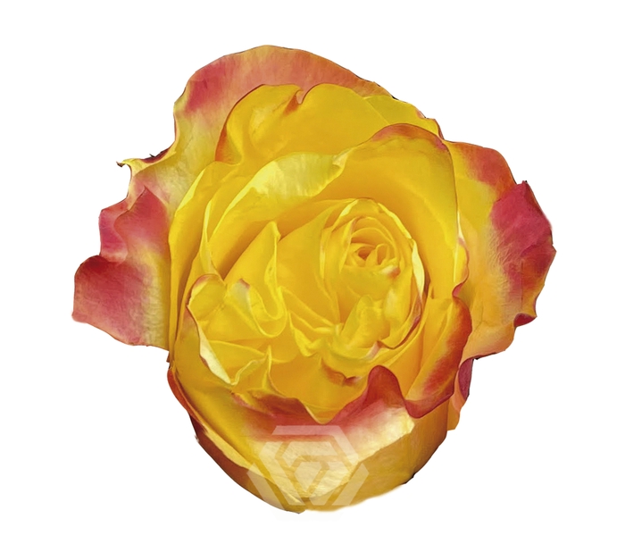 <h4>R GR SUNSET X-PRESSION Tessa</h4>