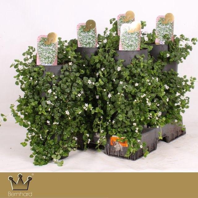 <h4>Bacopa "Sutera" Wanderella - Wit</h4>