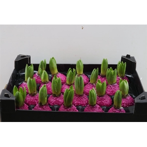 Wax Hyacinth Korrel Fuchsia