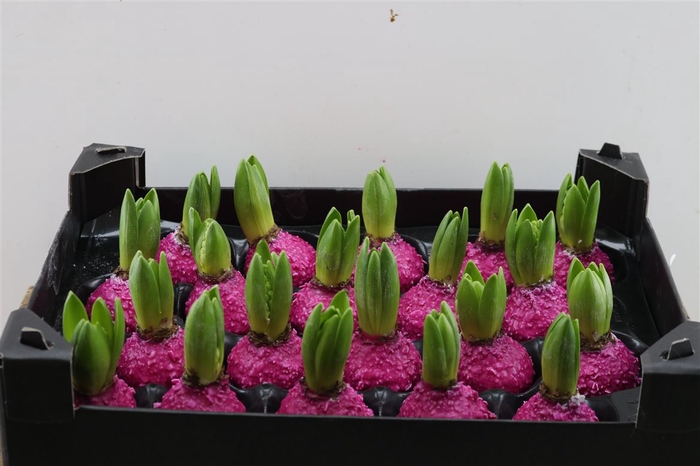 <h4>Wax Hyacinth Korrel Fuchsia</h4>