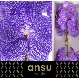Vanda Kanchana Indigo X16