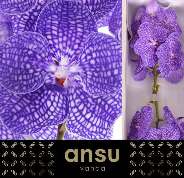 <h4>Vanda Kanchana Indigo X16</h4>